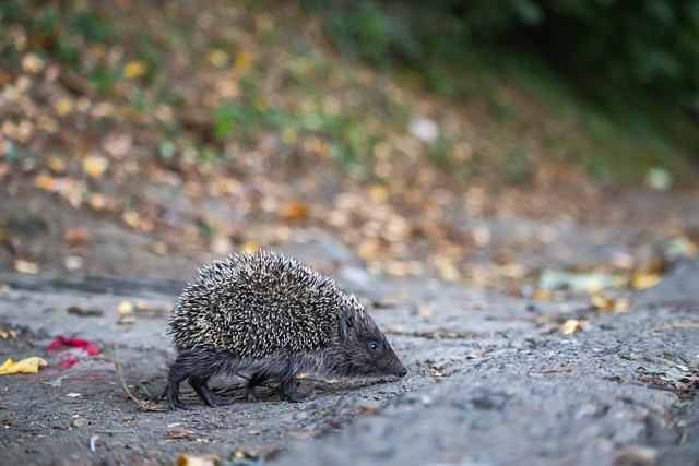 这些新鲜血 这些新鲜血